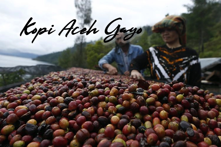 Kopi Aceh Gayo