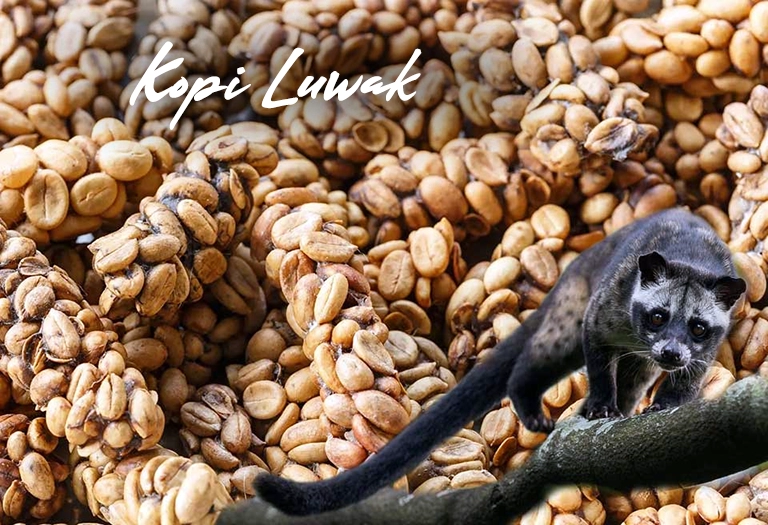 Kopi Luwak
