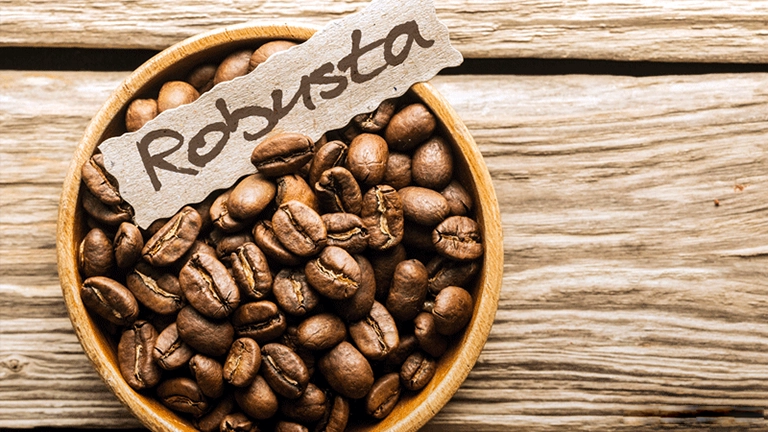 Kopi Robusta
