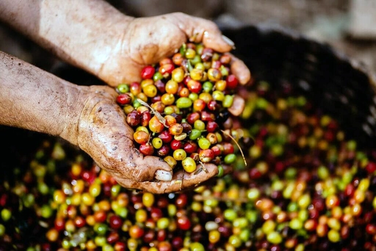 Memilih Biji Kopi yang Tepat