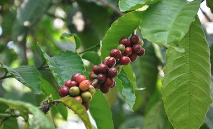 Pasar Kopi Organik di Indonesia