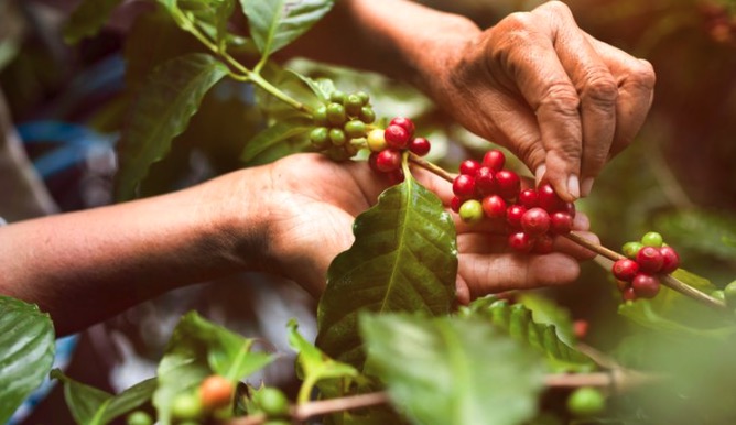 Proses Produksi Kopi Organik